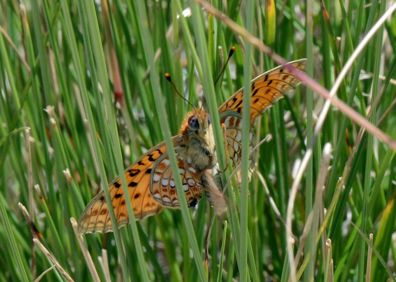 Argynnis adippe ?